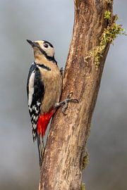Grote Bonte Specht van Marco Schuilenburg