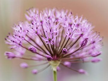 Allium van Rob Boon