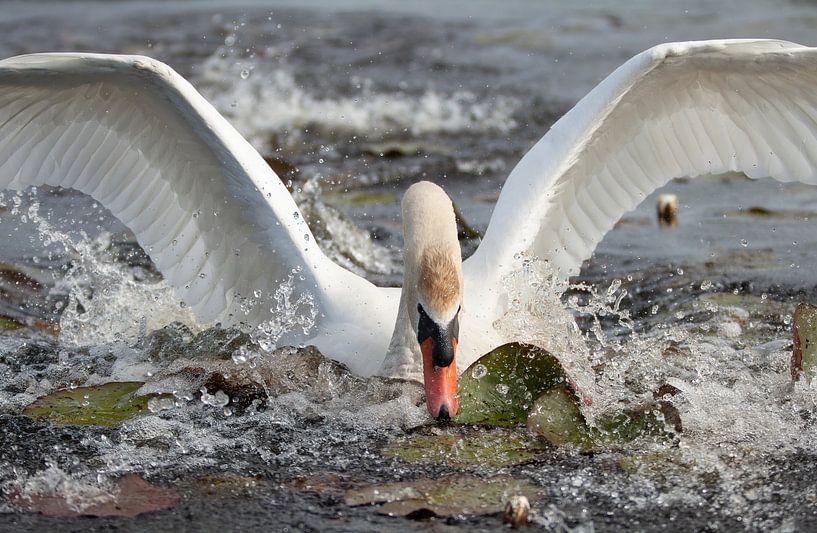 Swan by Corrie Post