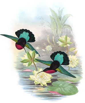 Carib à pont violet, John Gould sur Hummingbirds