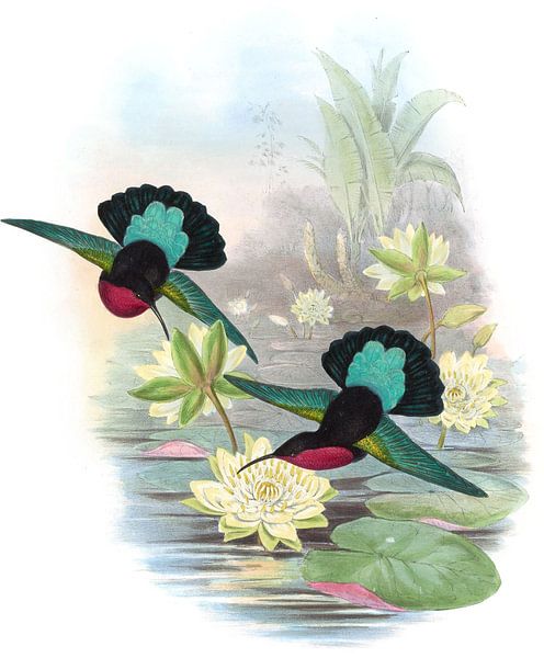 Carib à pont violet, John Gould par Hummingbirds
