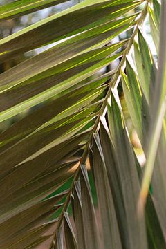 Botanisch print van groen palmblad van Sanne Dost