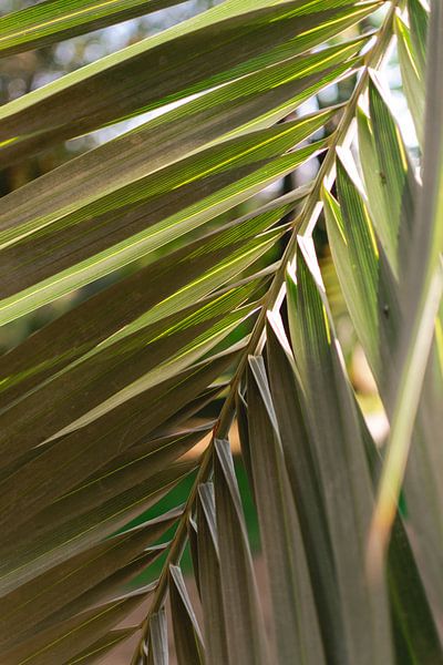 Botanischer Druck eines grünen Palmenblatts von Sanne Dost