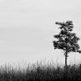 Lonely tree van Judith van der Graaf
