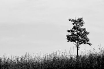 Einsamer Baum von Judith van der Graaf
