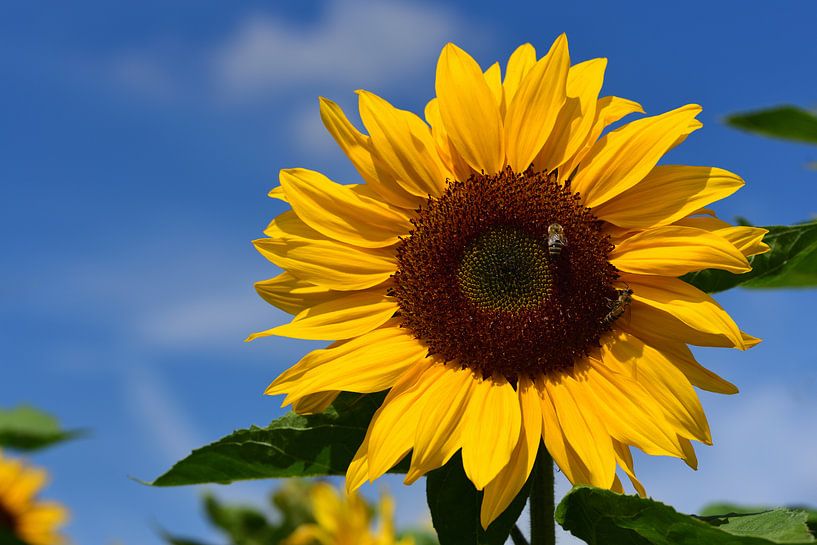 A yellow sunflower against a blue sky by Ulrike Leone