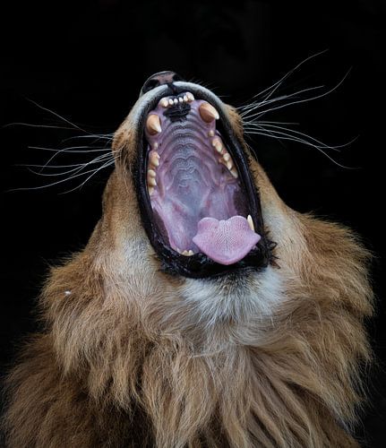 Leo von Lucinde Van der Ben