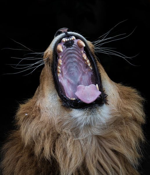 Leo by Lucinde Van der Ben