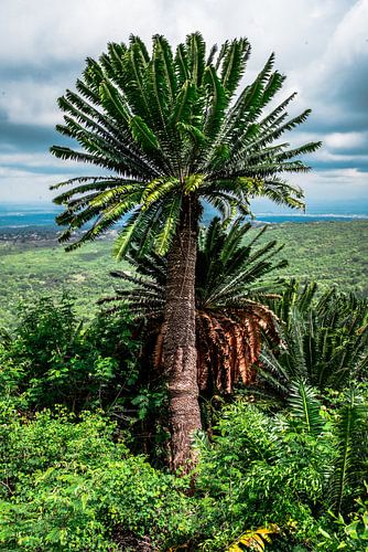 Modjadji cycad