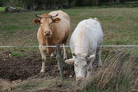 Animals by Rieky Mooren