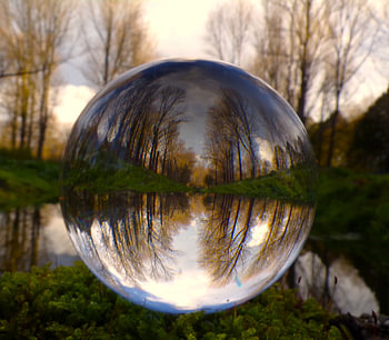 Réflexion dans la forêt