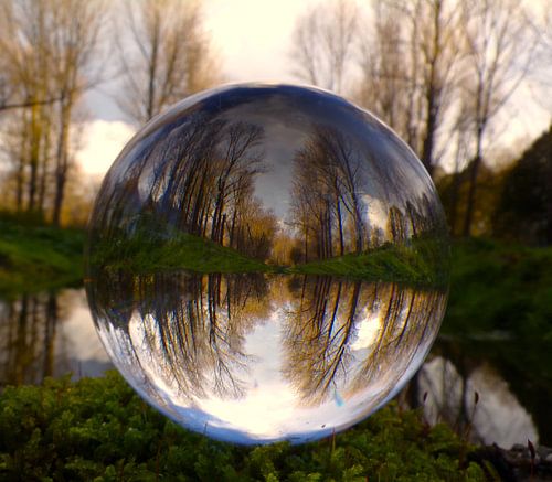 Weerspiegeling in het bos