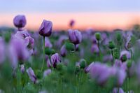 lila Mohnblumen