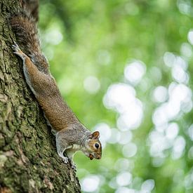 Squirrel on tree trunk by Thijs van Beusekom