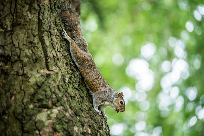 Squirrel on tree trunk by Thijs van Beusekom