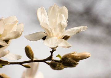 Witte Magnolia Bloesem van ManfredFotos
