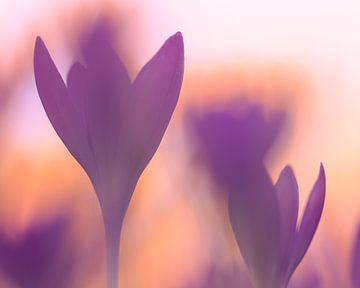 Crocuses as abstract art by Horst Husheer