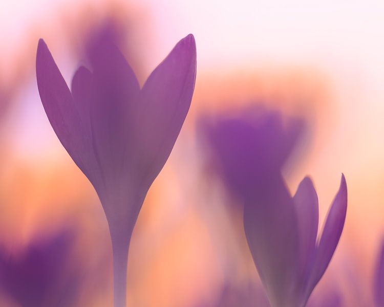 Krokusse als abstrakte Kunst von Horst Husheer