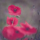 Klaproos Poppy von Foto NVS Miniaturansicht