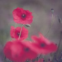 Klaproos Poppy