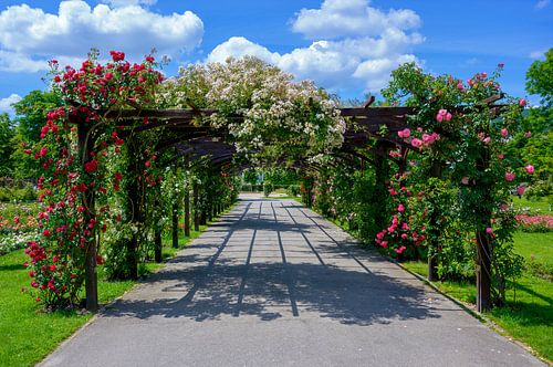 pergola with roses