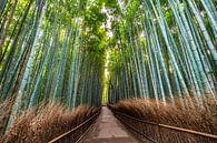 LP 71316973 Walkway in Arashiyama Bamboo Grove, Kyoto, Japan, Asia by BeeldigBeeld Food & Lifestyle thumbnail