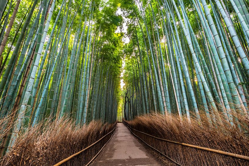 LP 71316973 Walkway in Arashiyama Bamboo Grove, Kyoto, Japan, Asia by BeeldigBeeld Food & Lifestyle