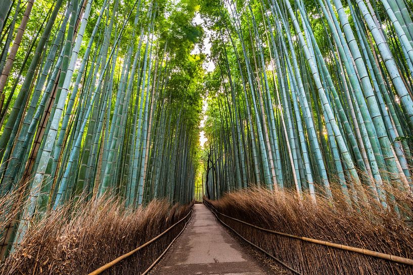 LP 71316973 Spazierweg im Arashiyama-Bambushain, Kyoto, Japan, Asien von  BeeldigBeeld Food & Lifestyle