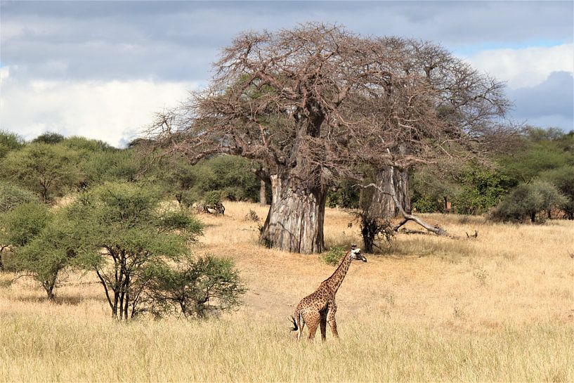 Baobab par Roger Hagelstein