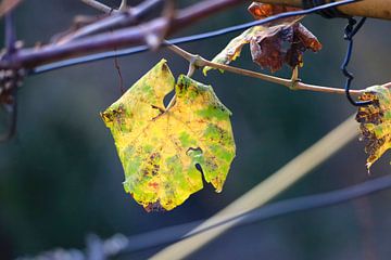 Herfst wingerdblad van Thomas Jäger