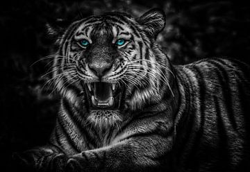 Die Augen eines Tigers von Bert Hooijer