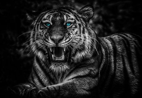 Die Augen eines Tigers