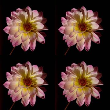 Dahlia pink by Henriette Tischler van Sleen