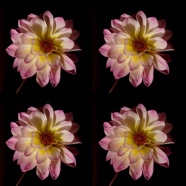 Dahlia roze van Henriette Tischler van Sleen