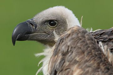Witruggier (Gyps africanus) van Ronald Pol