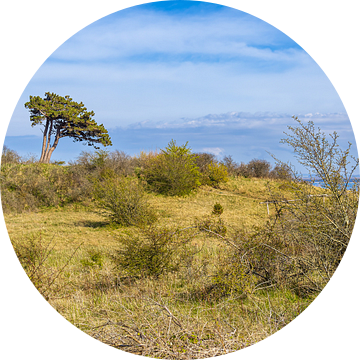 Landschap op de Dornbusch op het eiland Hiddensee van Rico Ködder