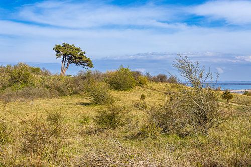 Landschap op de Dornbusch op het eiland Hiddensee