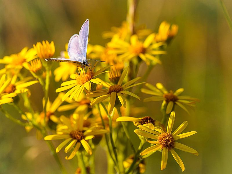 Chalk Hill Blue by Rob Boon