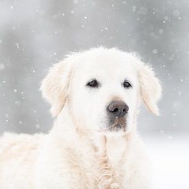 Golden Retriever in the snow by Desirée Couwenberg