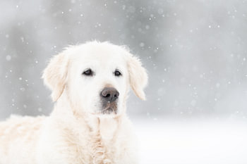 Golden Retriever in the snow
