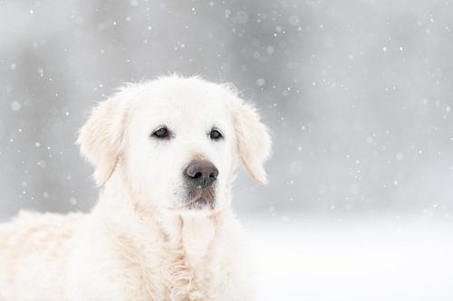 Golden Retriever dans la neige sur Desirée Couwenberg
