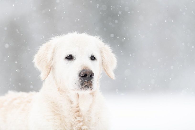 Golden Retriever in the snow van Desirée Couwenberg