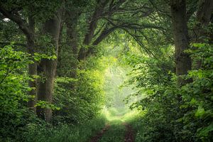 Chemin vert avec des chênes à Bree Beek sur Peschen Photography
