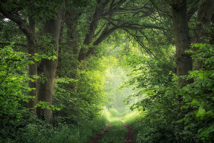 Groen pad met eiken bomen in Bree Beek van Peschen Photography