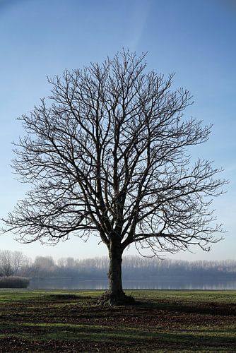 Een enkele kale kastanjeboom in een weide aan de Barleber See bij Maagdenburg