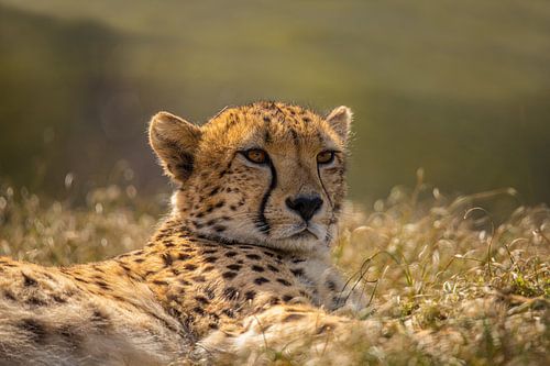 Jachtluipaard, Cheeta. Acinonyx jubatus