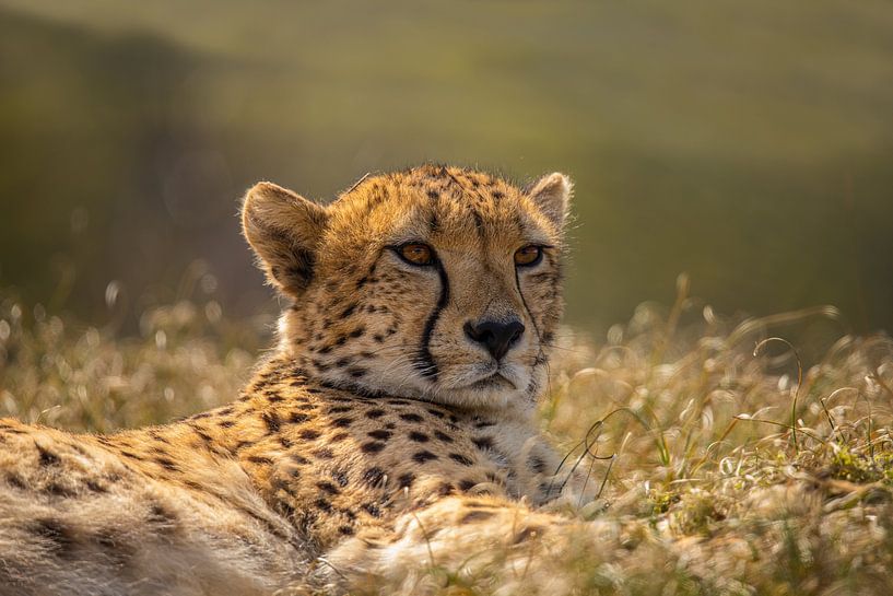 Cheetah. Acinonyx jubatus by Gert Hilbink
