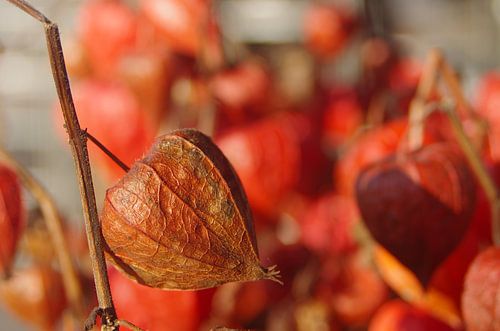 Physalis flower