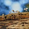 Mushrooms on a tree trunk by Angélique Vanhauwaert