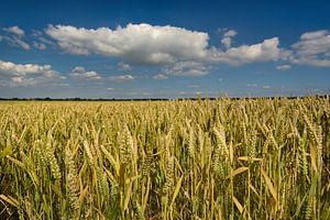 Wheatfield von M DH